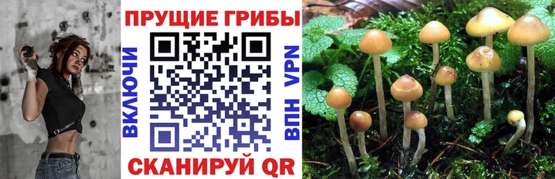 Купить Нижние Серги Галлюциногенные грибы MAGIC MUSHROOMS